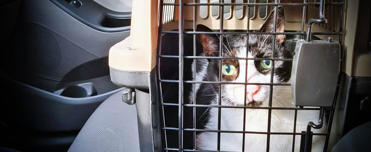 gato dentro de transportadora