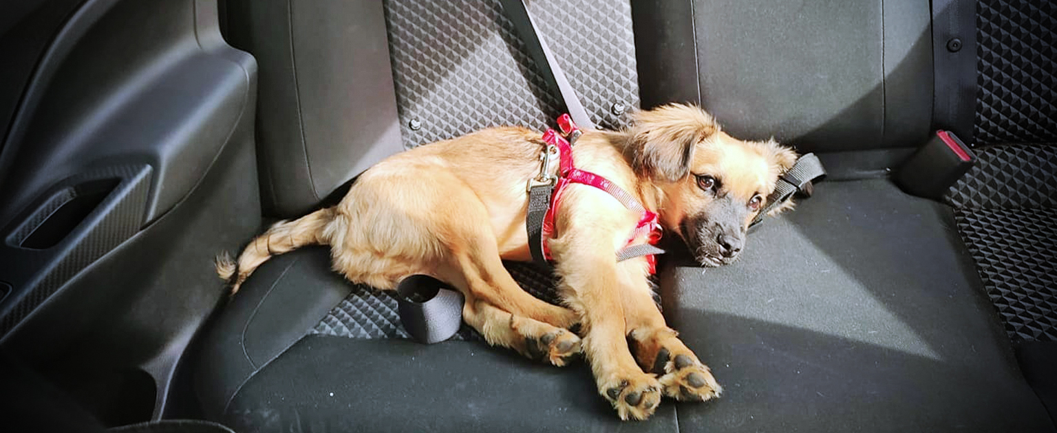 Perro viajando en los asientos trasera de un vehículo 