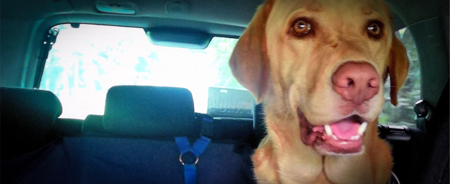 Fotografía que muestra a un perro dentro de un vehículo