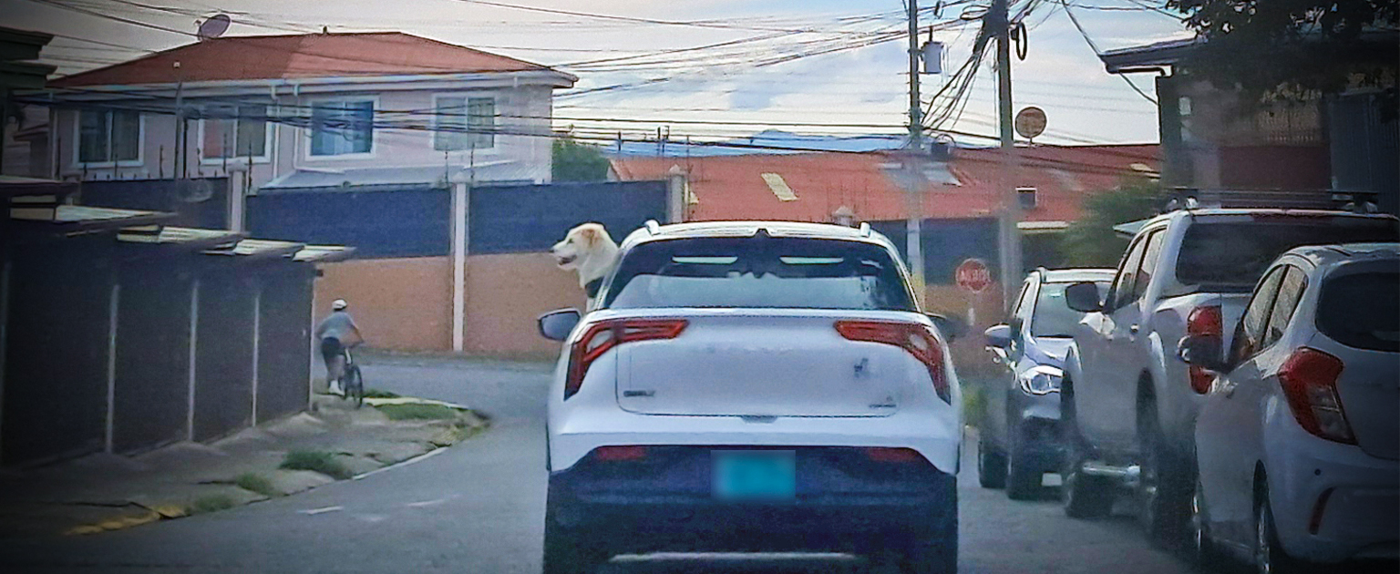 Vehículo circulando, por el lado del conductor se aprecie un perro asomando la cabeza
